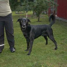 Blanding af racer Elvis