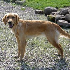 Golden retriever Sif