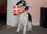 Blanding af racer Chewie  - Chewie bliver 10 år.