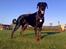 Dobermann Jotunheim´s Drome "Diser"