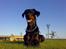 Dobermann Jotunheim´s Drome "Diser"