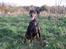 Dobermann Jotunheim´s Drome "Diser"