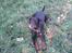 Dobermann Jotunheim´s Drome "Diser"