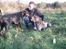 Dobermann Jotunheim´s Drome "Diser"