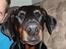 Dobermann Jotunheim´s Drome "Diser"