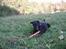 Dobermann Jotunheim´s Drome "Diser"