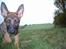 Schæferhund Cassius