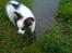 Papillon Chico R.I.P. 2011 - Vandpyt, ihh, lidt koldt !