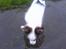 Papillon Chico R.I.P. 2011 - Det er da skønt når man først kommet i... hehe