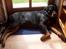 Rottweiler Mikki <'''3 - Så er vi SIKKER på MIkkI er her <´´´3