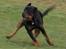 Rottweiler Mikki <'''3 - På flugt :p