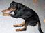 Rottweiler Mikki <'''3 - Miikki <´´3  Miin Skaath <´´3