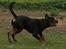 Rottweiler Mikki <'''3 - WOW !!! - Så ka´ du lære det ! :D