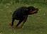 Rottweiler Mikki <'''3 - Uhaa, han ka´ se farlig ud :D
