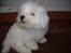 Coton de tulear Oscar - Oscar 11 uger