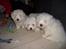 Coton de tulear Oscar - Oscar med 2 af sine søskende