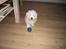 Coton de tulear Oscar - Oscar med sin bold