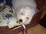 Coton de tulear Oscar