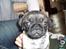 Mops Mester