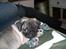 Mops Mester