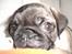 Mops Mester