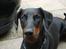 Dobermann Jotunheim´s Drome "Diser"
