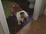 Engelsk bulldog Coca - Dejlig hund.