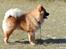 Eurasier Nemo (Beebob) R.I.P. - Jeg KAN godt stå op!!!