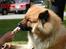 Eurasier Nemo (Beebob) R.I.P. - Uhmmm.... jordbæris nam nam