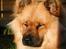 Eurasier Nemo (Beebob) R.I.P. - Dejligt at ligge i solen.