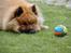 Eurasier Nemo (Beebob) R.I.P. - Jeg er altså sikker på, at den bevæger sig lige om lidt!!!