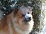 Eurasier Nemo (Beebob) R.I.P. - Eeeeeeeeeeeelsker sne mums!