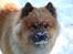 Eurasier Nemo (Beebob) R.I.P. - Eeeeeeeeeeeelsker sne mums!
