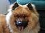 Eurasier Nemo (Beebob) R.I.P. - Varmt... alt alt for varmt....