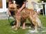 Eurasier Nemo (Beebob) R.I.P. - Godt det ikke er noget der sker hvert år :-S