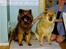 Eurasier Nemo (Beebob) R.I.P. - Far og mor.