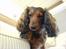 Gravhund Lucky