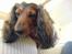 Gravhund Lucky