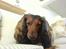 Gravhund Lucky