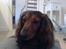 Gravhund Lucky