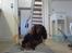 Gravhund Lucky