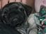 Mops Mester