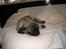 Mops Mester
