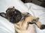 Mops Mester