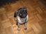 Mops Mester