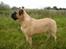 Bullmastiff Molly