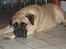 Bullmastiff Molly