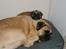 Bullmastiff Molly
