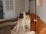 Bullmastiff Molly