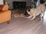 Bullmastiff Molly